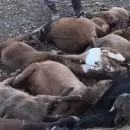 Malarg�e: M�s de 50 animales muertos por presunta mala praxis de veterinarios en un puesto rural