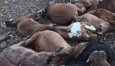 Denuncian a veterinarios en Malarg�e por mala praxis