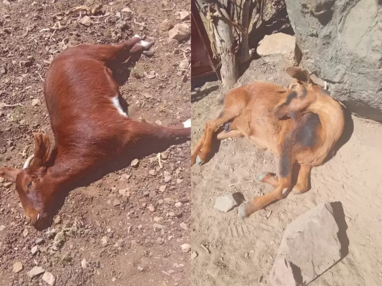 M�s de 50 animales murieron tras una vacunaci�n de parte de un equipo veterinario en Malarg�e