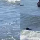 Un tibur�n apareci� en las playas de Mar del Plata y sorprendi� a los ba�istas