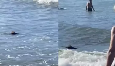 tibur�n en mar del plata