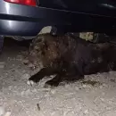 Una perra fue enterrada viva con una herida en el cuello y muri� por la gravedad de sus lesiones