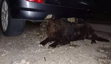 Enterraron a perra en Bariloche
