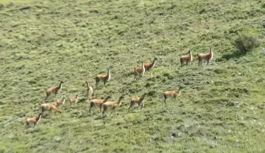 fauna silvestre