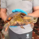 Una familia salv� a una tortuga en peligro y se contact� con el Ministerio de Energ�a y Ambiente