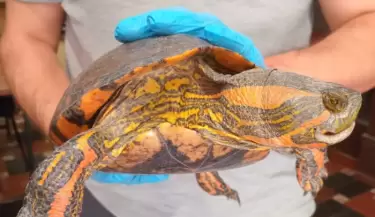 tortuga