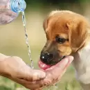 C�mo cuidar a las mascotas durante la ola de calor