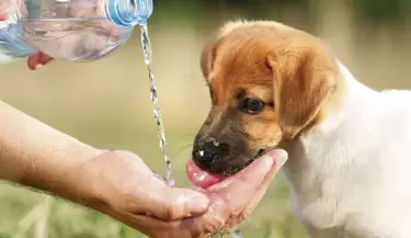 perro mascota calor