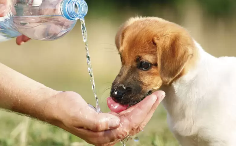 perro mascota calor