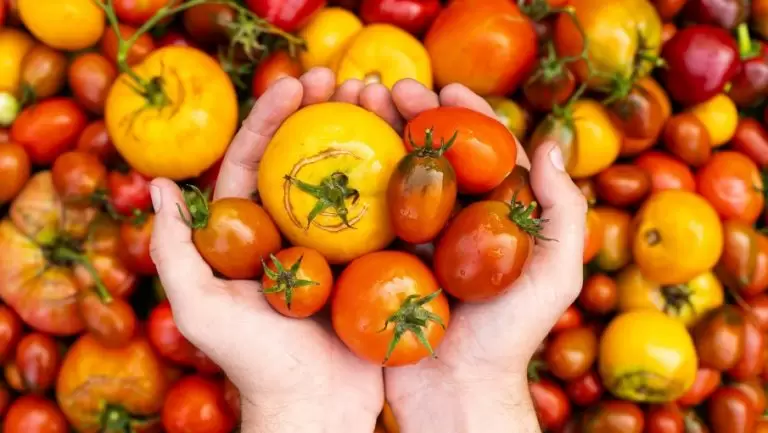 Festival del Tomate