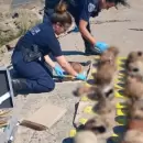 Macabro hallazgo: encontraron 17 cr�neos en la ribera del R�o de la Plata