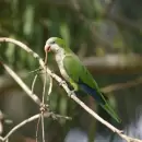 Santa Rosa bajo un alerta epidemiol�gico de Psitacosis: la enfermedad transmitida por aves infectadas