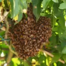 Tragedia en San Mart�n: un hombre muri� tras ser atacado por un enjambre de abejas
