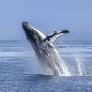 (Video) Una ballena jorobada se trag� a un joven mientras este hac�a kayak en el Estrecho de Magallanes