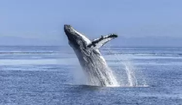 ballena jorobada
