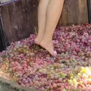 Pisada de la uva de Virreinas, una fiesta que anticipa la Vendimia en Mendoza Shopping