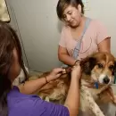 Jornada de vacunaci�n y charlas gratuitas para promover la tenencia responsable de mascotas