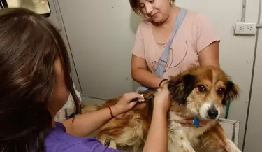 tenencia responsable de mascotas
