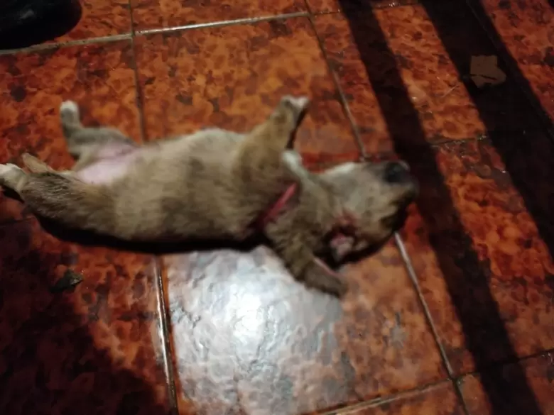 Maltrato animal