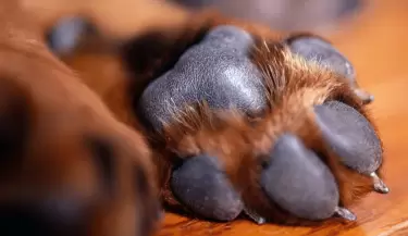 Maltrato animal