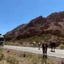 Caballos sueltos provocaron choques en la Ruta 7 y Ruta 40