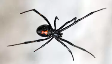 Ara�a Viuda Negra