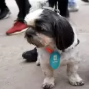 El programa "Verano en 4 Patas" continuar� en marzo en las escuelas de Capital