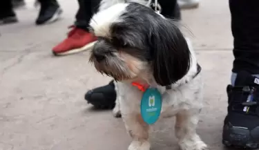 programa cuidado responsable de animales