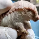 Hallaron un pichiciego en una zona urbana de Jun�n y fue reinsertado a su h�bitat natural