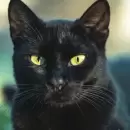 D�a Internacional del Gato: por qu� se celebra cada 20 de febrero