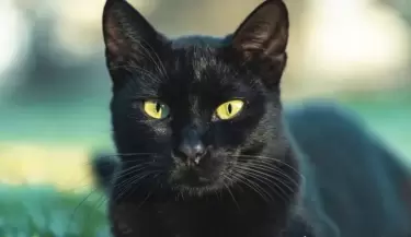 gato