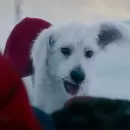Krypto tendr� su propia serie de cortos tras el estreno de Superman
