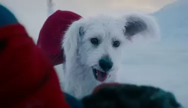 krypto superman