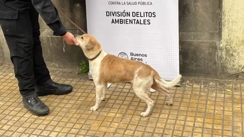 Maltrato animal