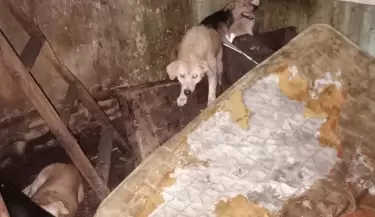 Maltrato animal