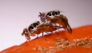 Mosca del Mediterr�neo