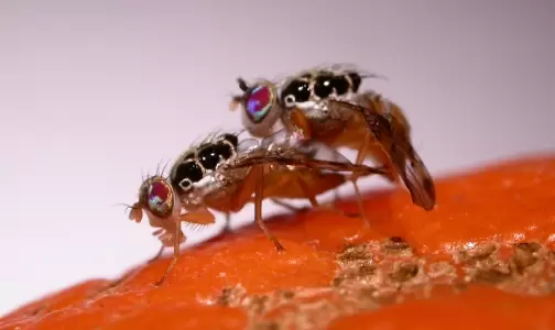 Mosca del Mediterráneo