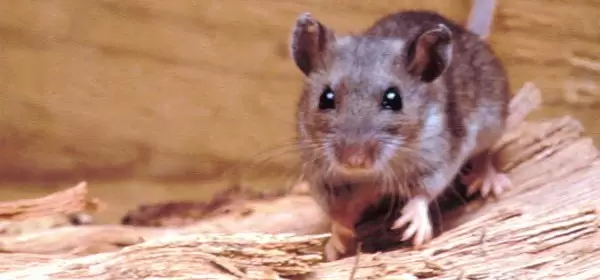 rata