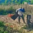 Precios ajustados e incertidumbre: c�mo se vive la temporada del tomate en la provincia