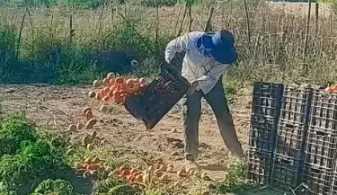 produccion de tomate