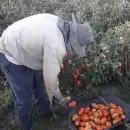 (Video) San Carlos: productores tiran su cosecha de tomate por falta de ventas