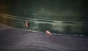 mosquitos esteriles