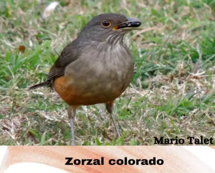 aves