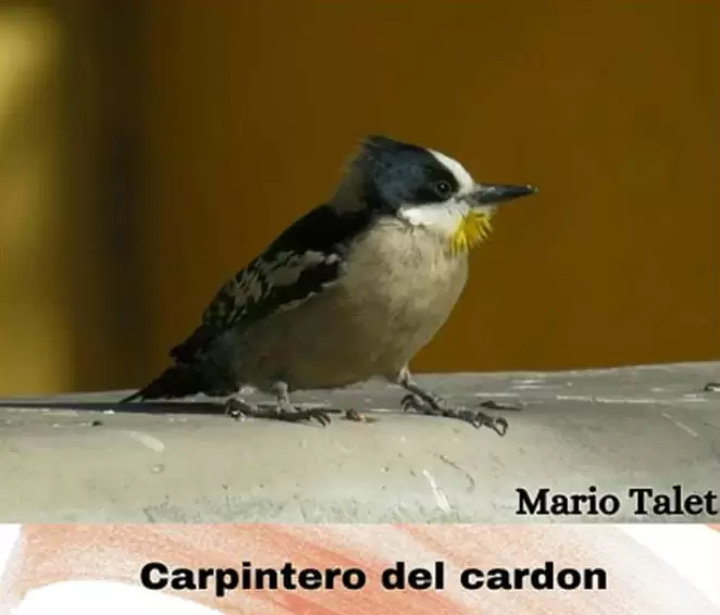 aves