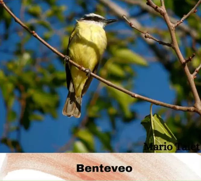 aves