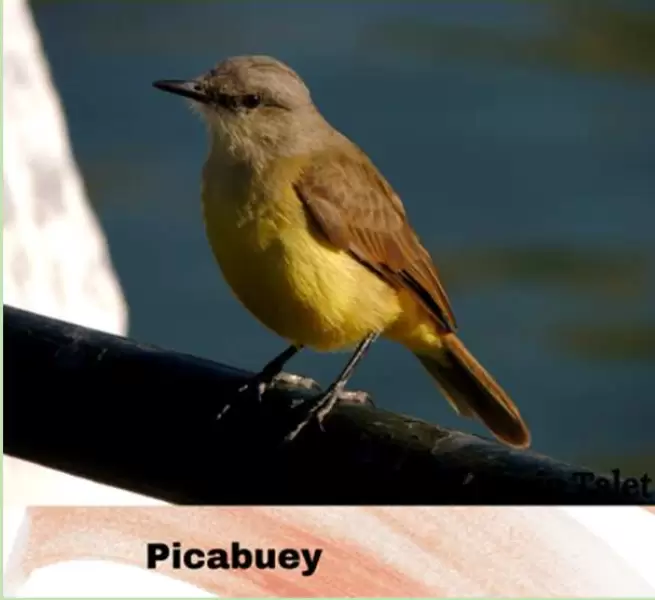 aves