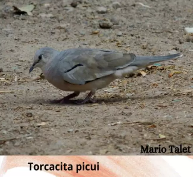 aves