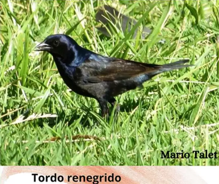 aves