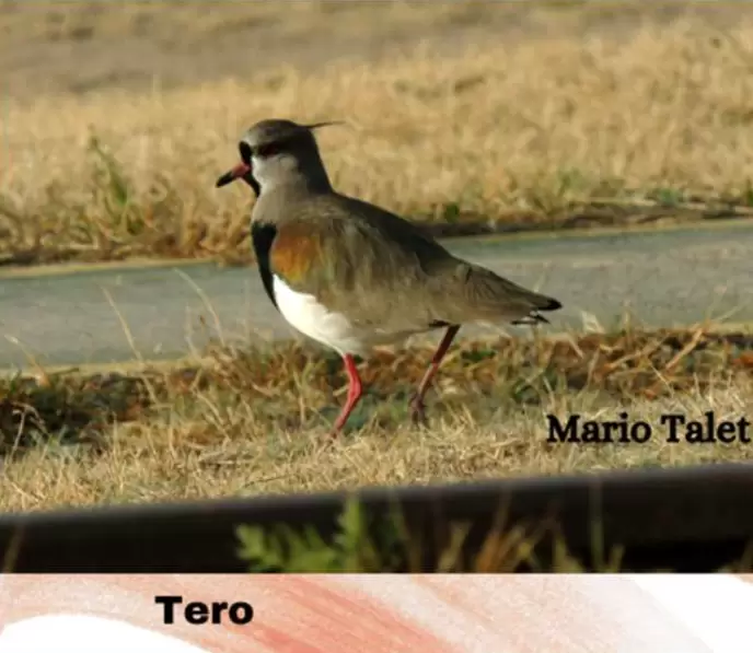 aves