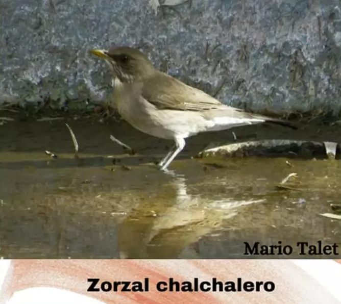 aves